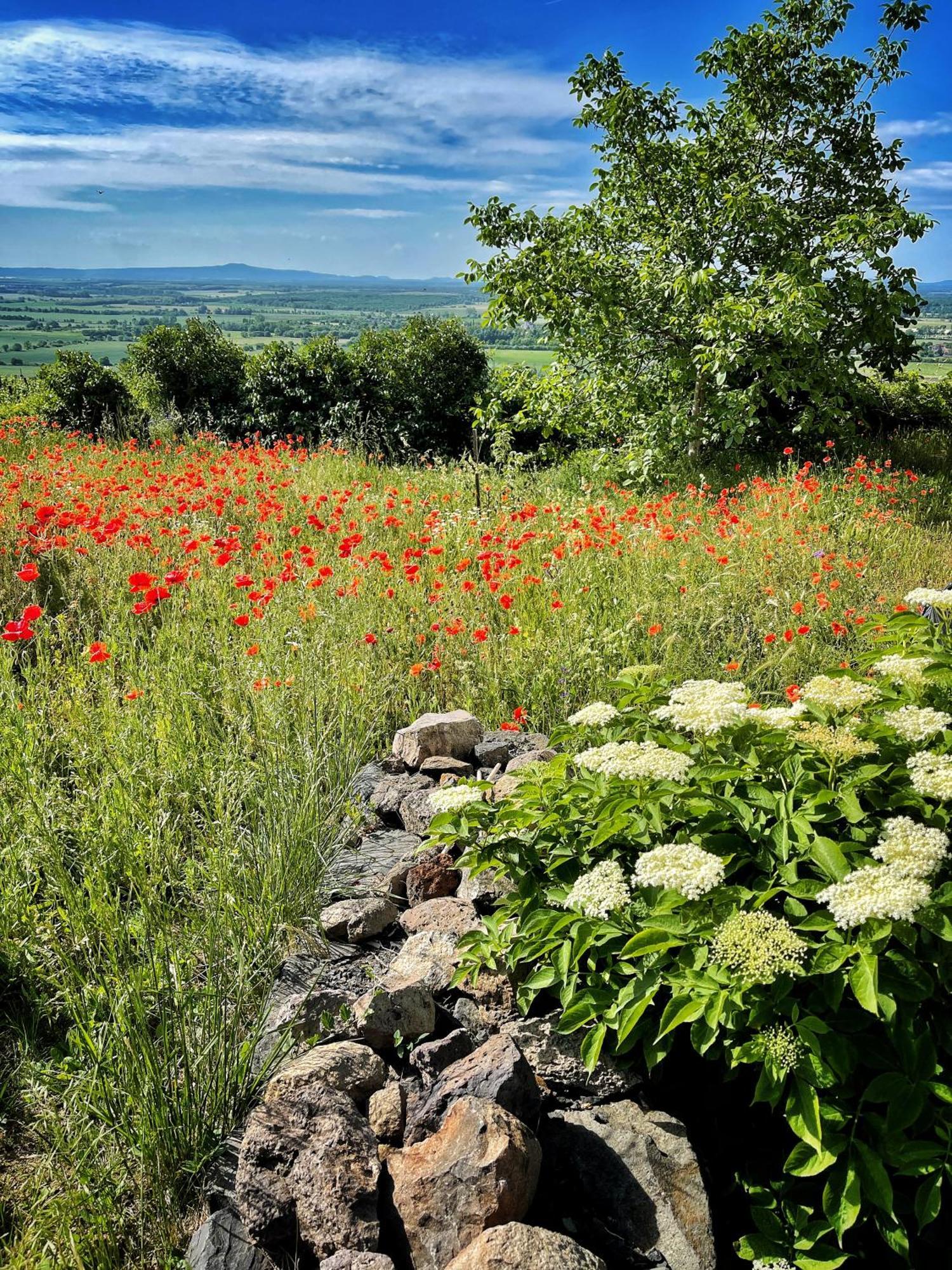 Somlo Wineshop Guesthouse Somlovasarhely Esterno foto