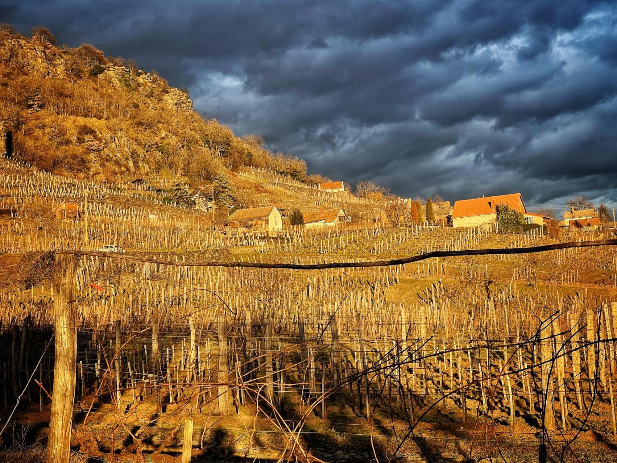 Somlo Wineshop Guesthouse Somlovasarhely Esterno foto